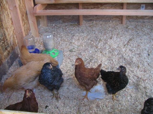 50190_chickens_014.jpg