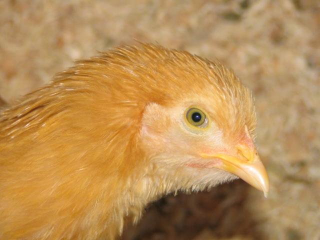 50190_chickens_018.jpg