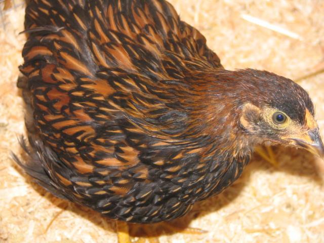 50190_chickens_020.jpg