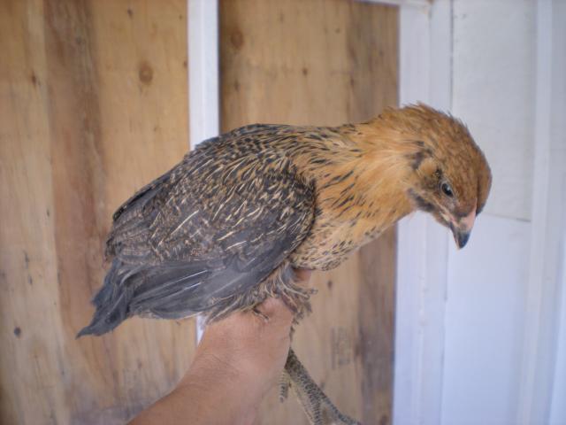 50200_chickens_036.jpg