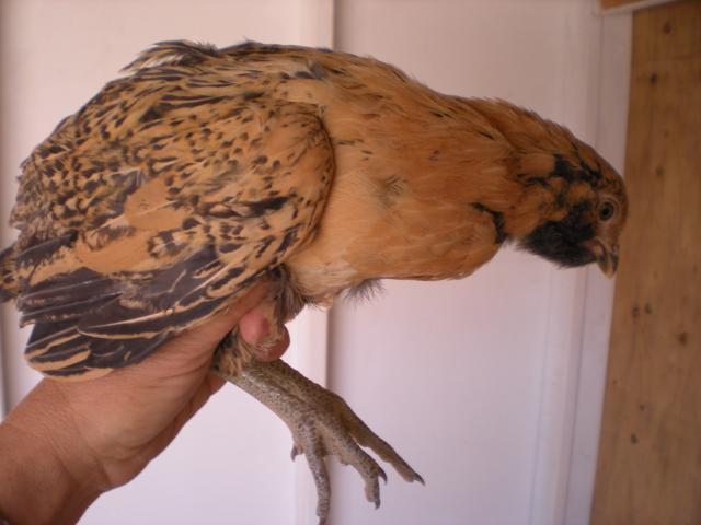 50200_chickens_044.jpg