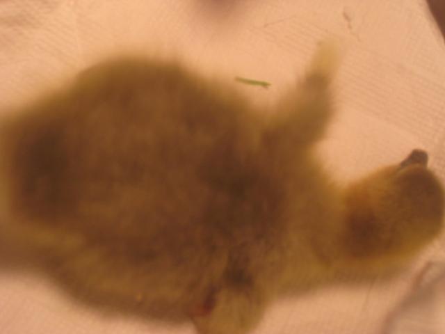 50209_img_0216.jpg