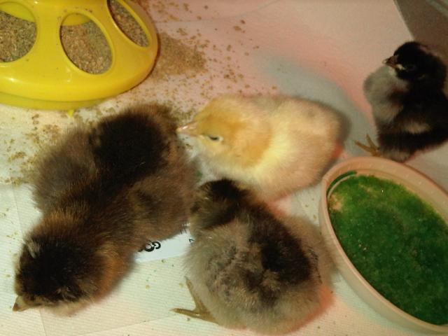 50211_ee_chicks.jpg