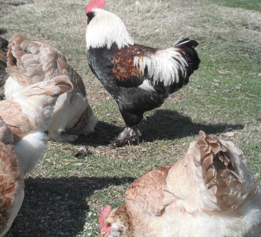 50264_chickens2.jpg