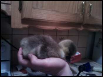 50264_deceased_gosling_.jpeg