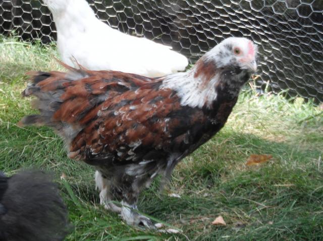 50264_dscf9053.jpg