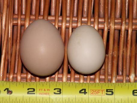 50277_eggscloseup.jpg