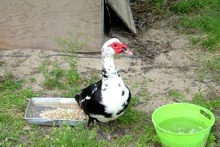 50278_ducky.jpg