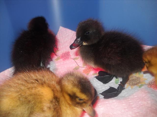 50300_duckies_002.jpg