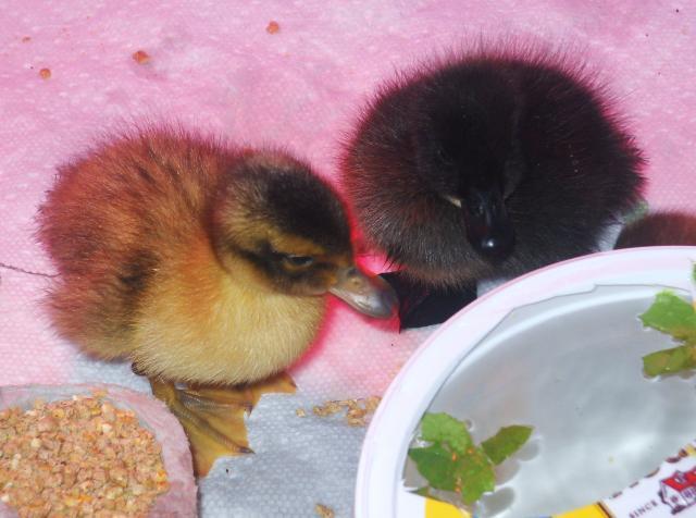 50300_duckies_051.jpg