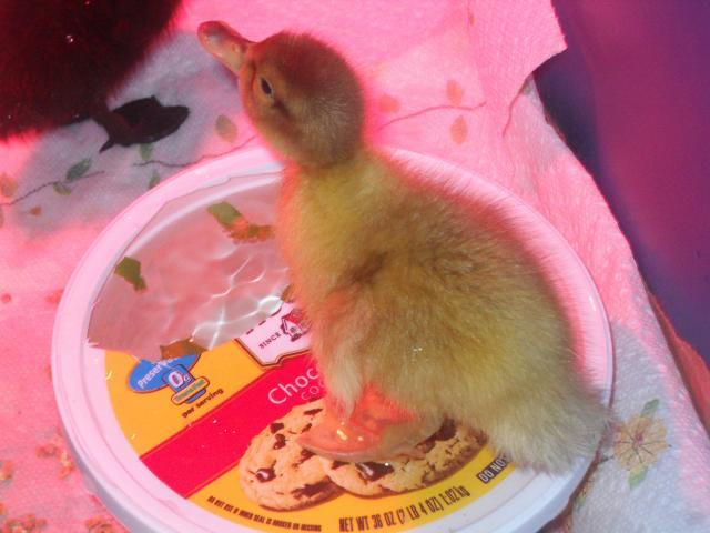 50300_duckies_056.jpg