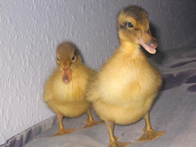 50300_duckies_102.jpg