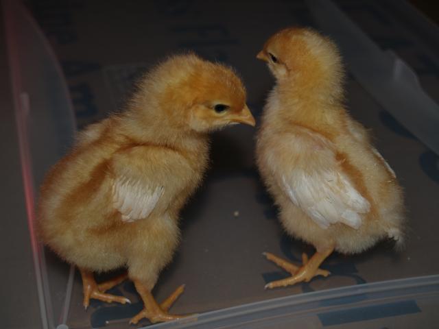 50310_chickens_007.jpg