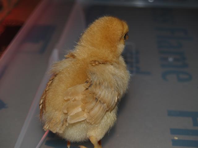 50310_chickens_010.jpg