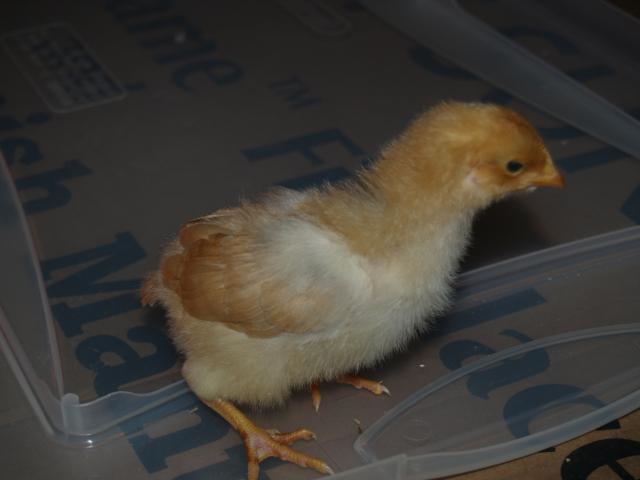 50310_chickens_012.jpg