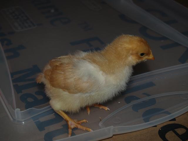 50310_chickens_013.jpg