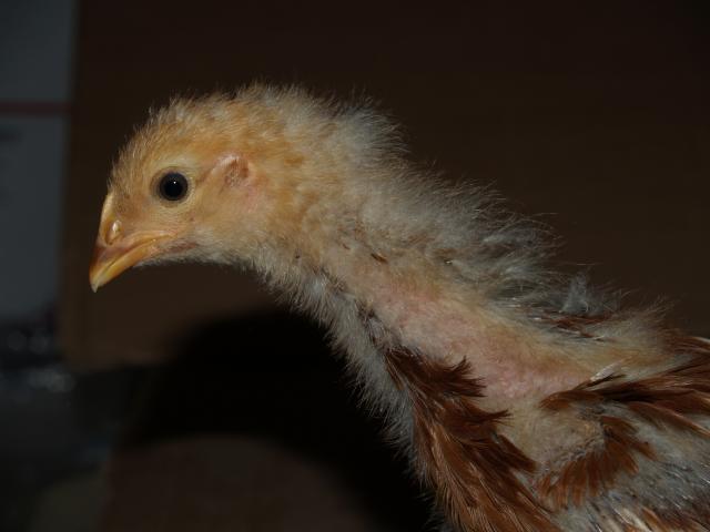 50310_chicks_4_week_009.jpg