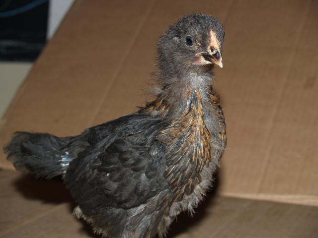 50310_chicks_4_week_015.jpg