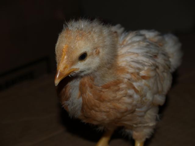 50310_chicks_4_week_024.jpg
