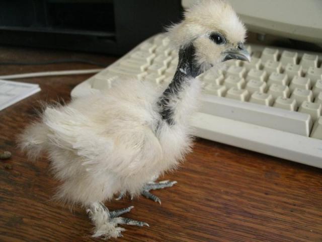 50314_baby_sg_.jpg