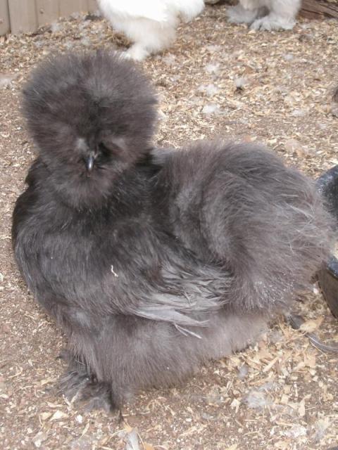 50314_blue_pullet_.jpg