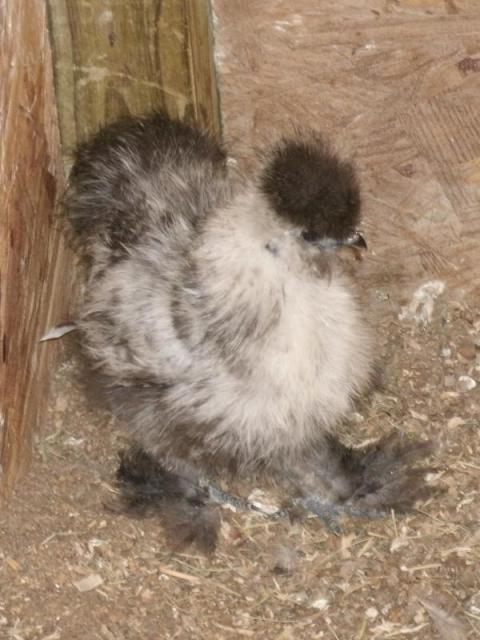 50314_bright_chick_.jpg
