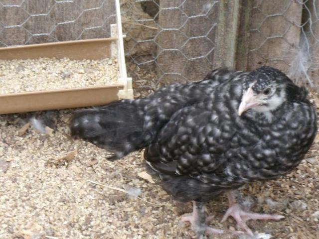 50314_cm_pullet_.jpg