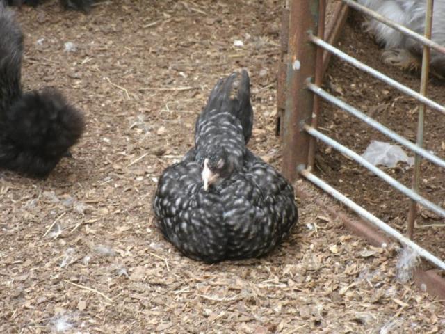 50314_sleeping_pullet_.jpg