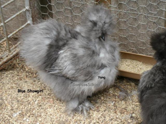 50314_yang_.jpg