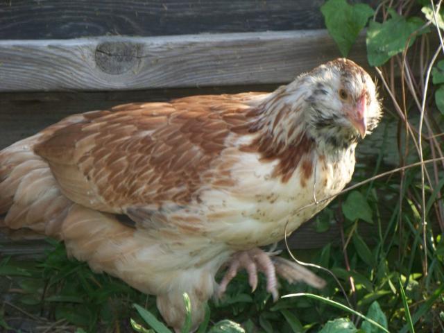 50335_100_1531.jpg