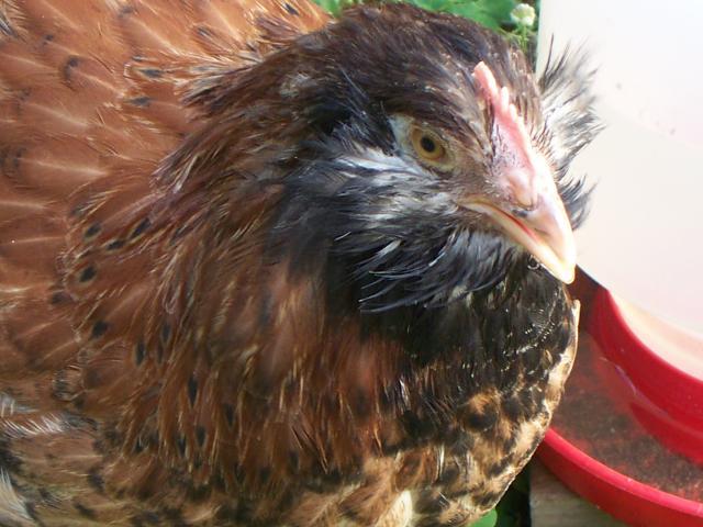 50335_100_1627.jpg