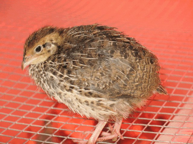 50408_coturnix.gif