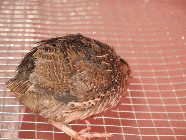 50408_coturnix1.gif