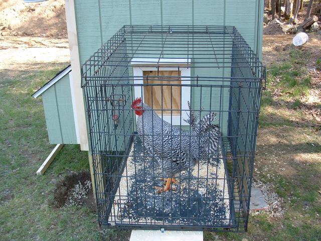 50417_my_coop_070.jpg