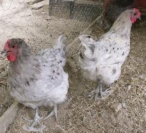 50420_jerseysplashhens.jpg
