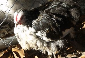 50420_mottledblackpullet2.jpg
