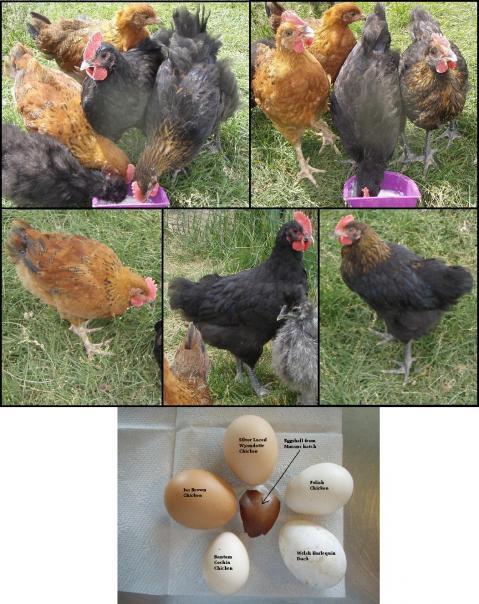 50421_marans_roosters.jpg