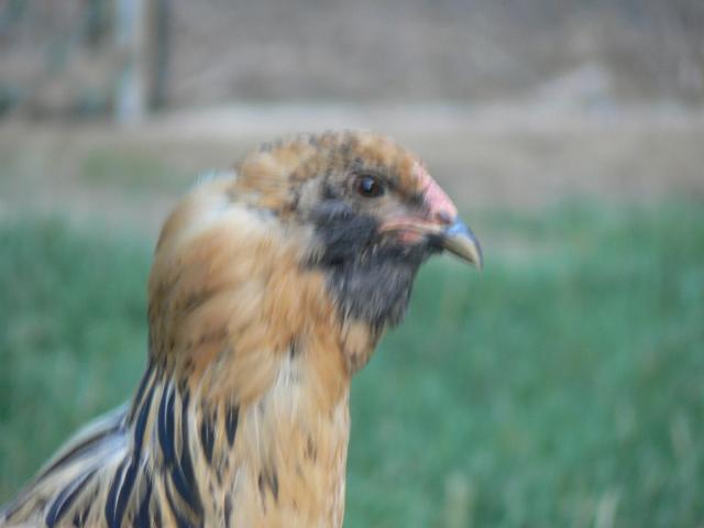 50436_105.jpg