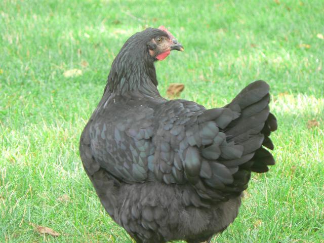 50436_chickens_7-10-10_027.jpg