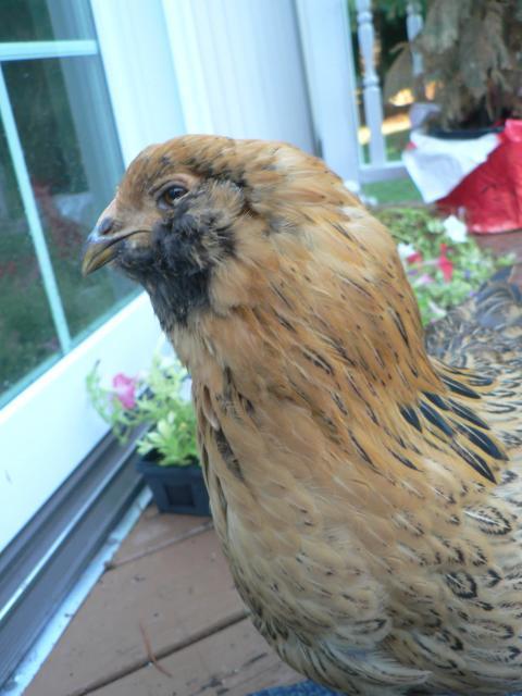 50436_chickens_7-10-10_043.jpg