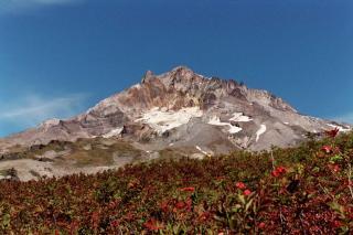 5048_mt_hood_voer_blueberries_2.jpg
