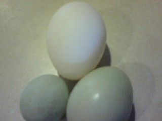 50515_0828000954.jpg