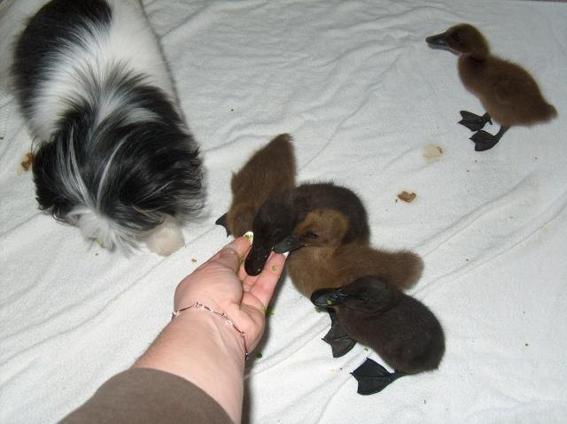 50515_ducklings_009.jpg