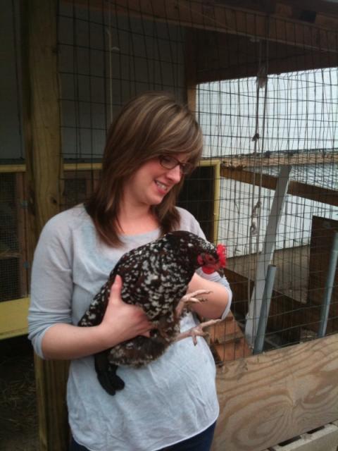 50541_chook1.jpg