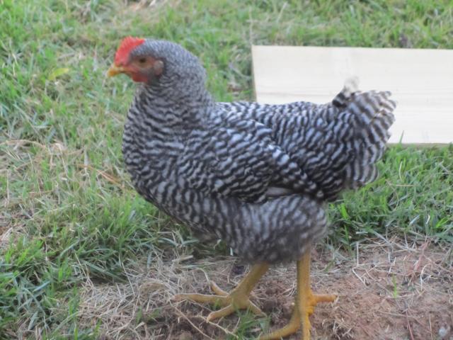 50569_barred_rock_rooster_1.jpg