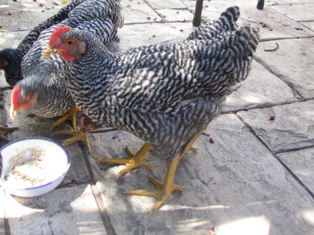 50569_barred_rock_rooster_2.jpg