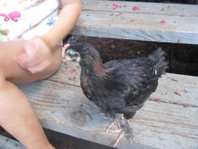 50569_bcm_rooster.jpg