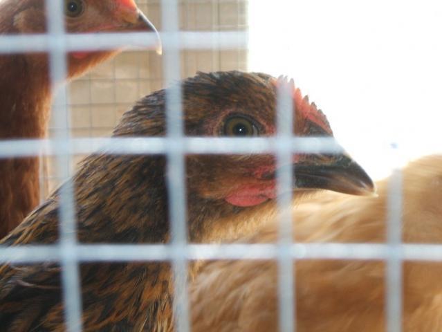50573_roosterpossibly.jpg