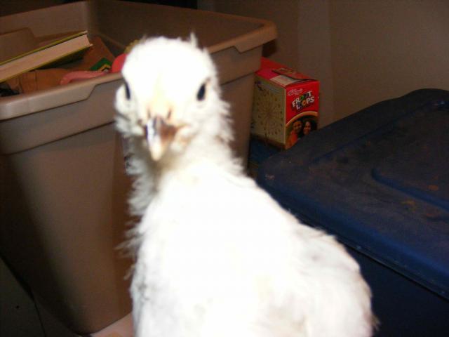 50603_alice_2.jpg