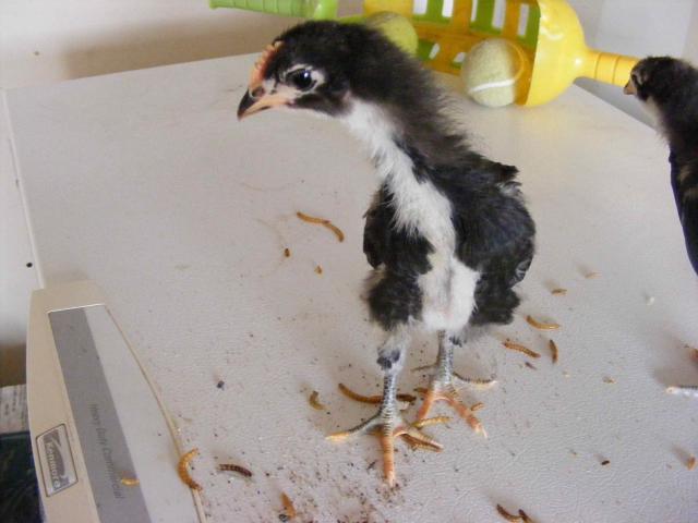 50603_australorp1.jpg